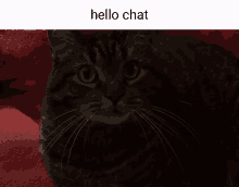 Cat Hello Chat GIF - Cat Hello Chat Discord GIFs