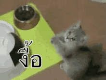 แมวง้อ งื้อ GIF - Cat Beg GIFs