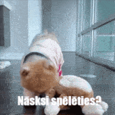 a dog playing with a stuffed animal with the words naksi speleties