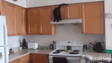 cat viralhog playful walking on range hood in the kitchen