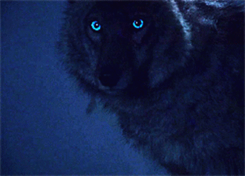 Волк светятся глаза. Малия волк оборотень. Койот оборотень Малия.