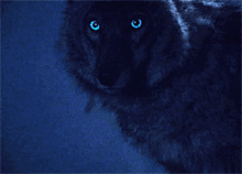 Wolf Wolf With Blue Eyes GIF - Wolf Wolf With Blue Eyes Running Wolf GIFs