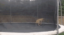 Trampolines Are Fun For Everyone GIF - Dog Trampoline Jump GIFs