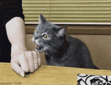 Hit GIF - Cat Bite Slap GIFs