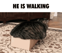 Walking Cat GIF