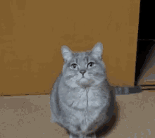 a gray cat standing on its hind legs with its paws crossed