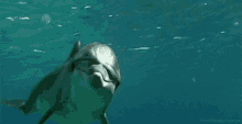 Dolphin GIF - Dolphin GIFs