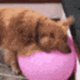 Dog Golden Retriever GIF - Dog Golden Retriever Balloon GIFs