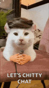 Cat Lets Talk GIF - Cat Lets Talk Questions GIFs