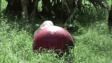 Play With Me! GIF - Cats Tigers Ball GIFs