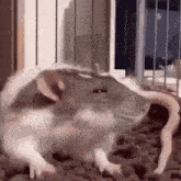 Rat Wake Up GIF