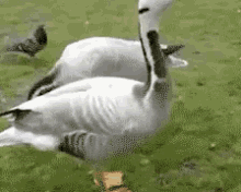 Duck Dance GIF - Du GIFs