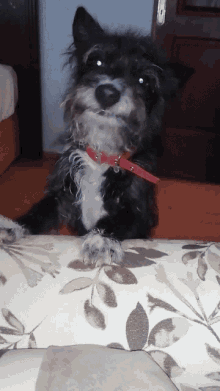Ares Hungry GIF - Ares Hungry Dog GIFs