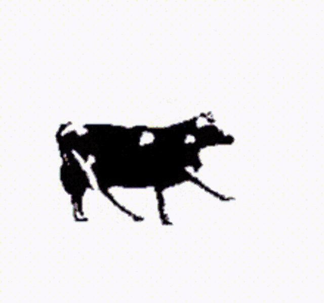 Polish Cow Gif - IceGif