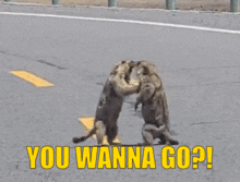 a couple of cats standing on the side of a road with the words you wanna go on the bottom