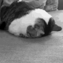 Cat Sleep GIF - Cat Sleep Depression GIFs