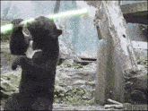 Lightsaber Jedi-knight GIF - Lightsaber Jedi-knight Bear-jedi GIFs