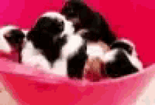 Puppies Cute GIF - Puppies Cute Dog GIFs