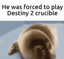 forced to play destiny2 crucible seal cyring