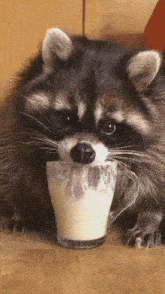Raccoon Lick GIF