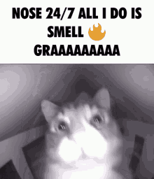 cat sniff
