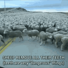 Sheep Gun Control GIF - Sheep Gun Control GIFs