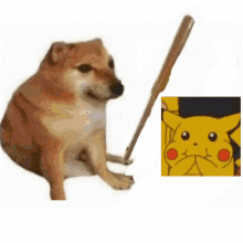 bonk pikachu kannon dog pokemon