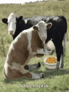 Cow Still Milkin GIF - Cow Still Milkin Cereal GIFs