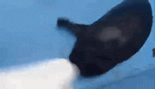 a close up of a seal swimming in the ocean .