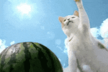 Cat Watermelon GIF - Cat Watermelon Beach GIFs