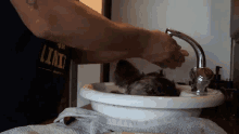 Monkey Taking A Bath Dean Schneider GIF - Monkey Taking A Bath Dean Schneider Cleaning GIFs