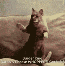 burger king cute cat aww cute happy