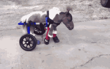 Horse Wheel GIF