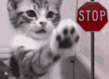 Stop Dont Do That GIF - Stop Dont Do That Cat GIFs