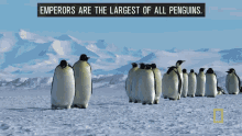 emperors are the largest of all penguins emperor penguins penguin line leader follow the leader