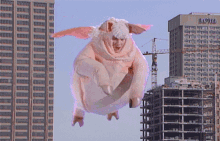 flying piggy floating fat pig costume
