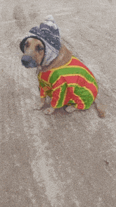 a dog wearing a sweater and a hat is sitting on a dirt road