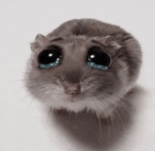 Sad Hamster Sadhamster GIF - Sad Hamster Sadhamster Hammy GIFs