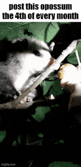 an opossum is sitting on a tree branch eating a piece of food