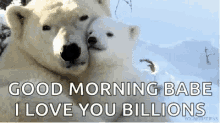 Polar Bears Hugs GIF - Polar Bears Hugs Morning GIFs