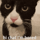 Funky Cat Gc Soggy Cat GIF