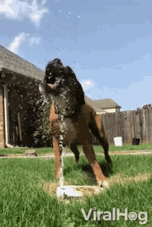 Thirsty Drinking GIF - Thirsty Drinking Water Fountain GIFs