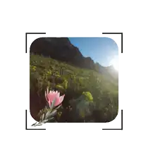 a picture of a flower in a field with the words a reason to feel above it