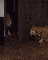 Cat Slap GIF - Cat Slap Door GIFs