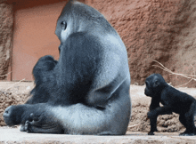 a gorilla and a baby gorilla are looking at each other