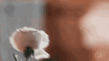 Junilo White Rose GIF