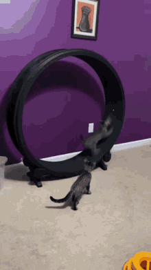Oops Cat GIF - Oops Cat Fail GIFs