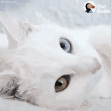 Kitty Review Wtf Top Perfect GIF - Kitty Review Wtf Top Perfect GIFs