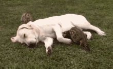 Cuddle Dog And Cat GIF