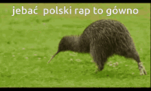 Polski Rap Kiwo GIF - Polski Rap Kiwo Kiwi GIFs